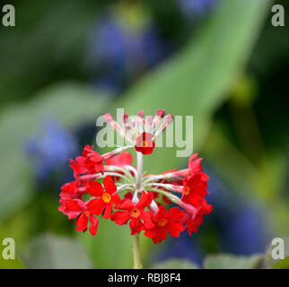 Primula japonica forme,rouge,hybrides hybrides,candelabra,fleurs,Primrose rouge floraison parfumée,Japon,RM,primrose Floral Banque D'Images