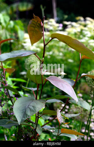 Populus deltoides Purple Tower,feuilles,feuillage,arbre,feuilles de léatherie, feuilles,RM Floral Banque D'Images