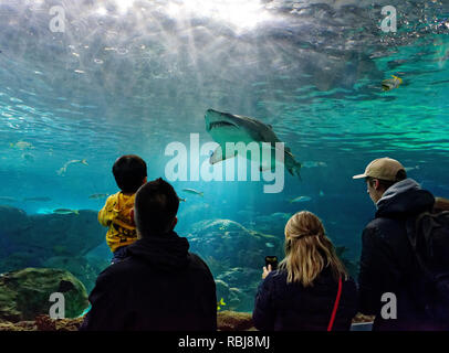 Un homme tient son fils jusqu'à voir le sable requin tigre à l'intérieur de Ripley's Aquarium of Canada, Toronto (Ontario) Banque D'Images