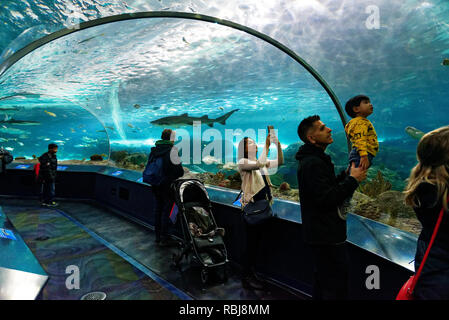 Un homme tient son fils jusqu'à voir le sable requin tigre à l'intérieur du tunnel des requins Ripley's Aquarium of Canada, Toronto (Ontario) Banque D'Images