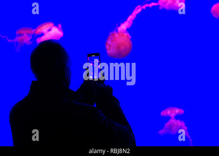 Un homme prenant des photos de la méduse à l'intérieur de Ripley's Aquarium of Canada, Toronto (Ontario) Banque D'Images