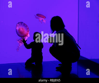 Une famille à l'intérieur de Ripley's Aquarium of Canada, Toronto (Ontario) Banque D'Images