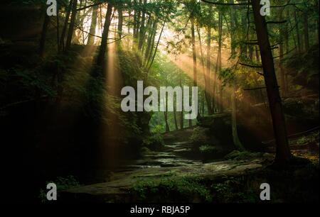 Je revenais d'une randonnée dans les bois lorsque les rayons de lumière du soleil qui a commencé avec un pic à travers les arbres. Banque D'Images