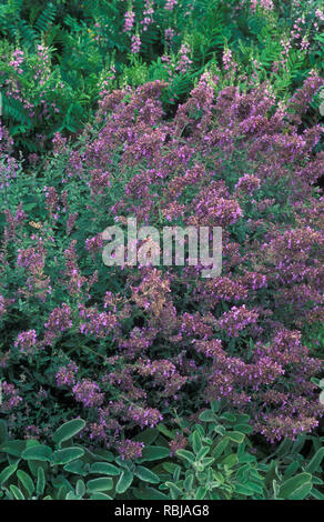 NEPETA CATARIA AVEC Phlomis fruticosa À L'AVANT. Banque D'Images