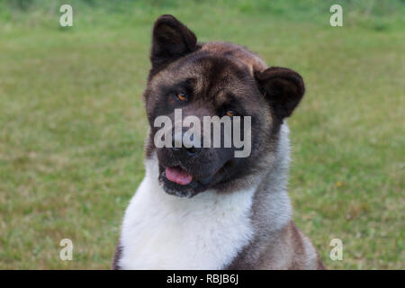 Cute Akita américain est debout dans l'herbe verte. Animaux de compagnie. Chien de race pure. Banque D'Images