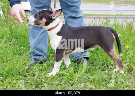 Jolies bull terrier est debout sur un pré vert avec son propriétaire. Animaux de compagnie. Trois mois. Banque D'Images
