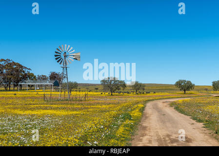 NIEUWOUDTSVILLE, AFRIQUE DU SUD, le 29 août 2018 : un moulin à vent et une route dans un champ de fleurs au Jardin botanique, à proximité Hantam Nieuwoudtville dans Banque D'Images