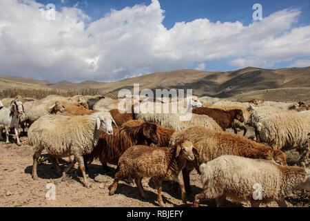 Troupeau de béliers et boucs traverse la route au pied du volcan inactif (Sabalan Savalan) près de la ville de Hilali dans le nord-ouest de l'Iran Banque D'Images