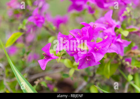 Belle vue de fleurs de bougainvilliers mauve rose épineuse (vignes d'ornement, arbustes, arbres et fleurs de printemps avec des feuilles près de ses fleurs). Natu Banque D'Images