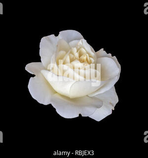 Monochromes lumineux fine art floral fleur macro vie toujours libre d'une seule fleur rose blanc isolé, fond noir,des,texture vintage Banque D'Images