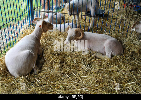 Moutons blancs dans une grange Banque D'Images