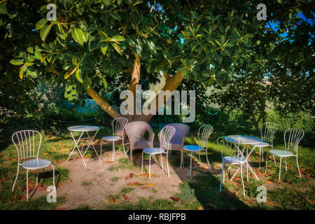 Salon de jardin à l'ombre d'un arbre Banque D'Images