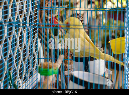 Cockatiel en cage à oiseaux Banque D'Images