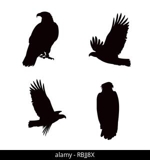 Le pygargue à tête blanche des silhouettes d'oiseaux pose set design illustration vectorielle Illustration de Vecteur