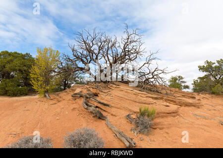 Paysage sauvage de Canyonlands National Park dans l'Utah. Banque D'Images