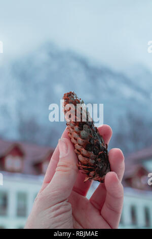 Pinecone Holding, des montagnes l'arrière-plan. Banque D'Images