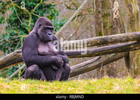 Avec gorilla Banque D'Images