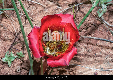 Un Harold-Porter glenlyonensis Clania singe beetle, couverts, avec le pollen à l'intérieur d'un karoosatynblom, Romulea monadelpha, près de Nieuwoudtville dans le Nord Banque D'Images