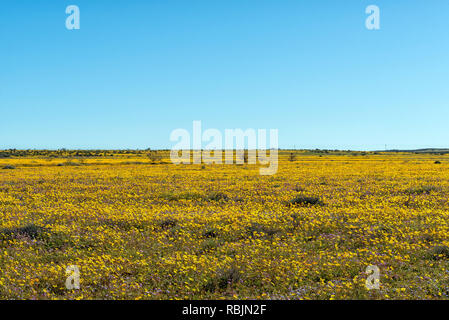 Un champ de fleurs jaunes à Matjiesfontein près de Nieuwoudtville dans la province du Cap du Nord de l'Afrique du Sud Banque D'Images