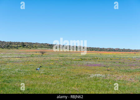 Un champ de fleurs sauvages près de Nieuwoudtville dans la province du Cap du Nord. Ibis sacré est visible Banque D'Images