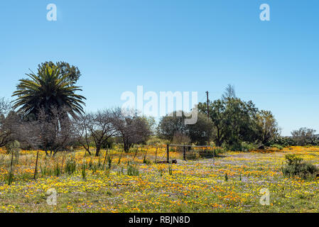 Un champ de fleurs sauvages s Willemsrivier près de Nieuwoudtville dans la province du Cap du Nord Banque D'Images