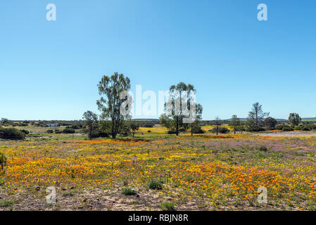 Un champ de fleurs sauvages s Willemsrivier près de Nieuwoudtville dans la province du Cap du Nord Banque D'Images