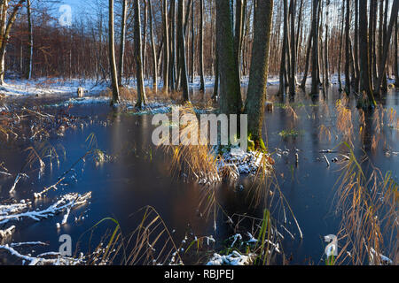 Eaux troubles de la rivière Drwęca, aulnes sur l'eau, Pologne Banque D'Images