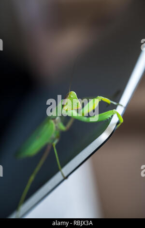 Le Mantis assis sur un écran d'ordinateur portable métallique, macro photo avec soft focus sélectif Banque D'Images