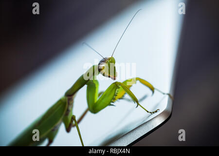 Mantis vert métallique brillant assise sur un écran de l'ordinateur portable, macro photo avec selective focus Banque D'Images