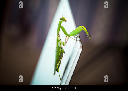 Le Mantis assis sur un écran d'ordinateur portable métallique brillant, macro photo avec selective focus Banque D'Images