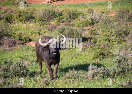 Buffle ou Buffle africain (Syncerus caffer) avec la bouche ouverte debout à l'état sauvage en Afrique du Sud Banque D'Images