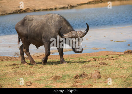 Buffle ou Buffle africain (Syncerus caffer) bull isolé et vieux marche sur son propre à l'état sauvage d'Afrique du Sud, à Addo Elephant National Park Banque D'Images