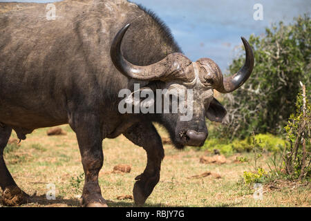 Cape ou Buffle africain (Syncerus caffer) bull la marche et à la recherche jusqu'à l'état sauvage de l'Afrique du Sud à l'Addo Elephant National Park Banque D'Images