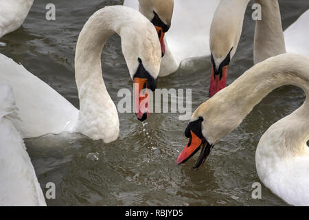 Zemun, Serbie - Close-up les cygnes (Cygnus cygnus) du Danube Banque D'Images