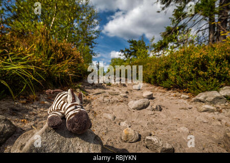 Mignon petit jouet en peluche zèbre allongé sur le sentier dans la forêt verte Banque D'Images