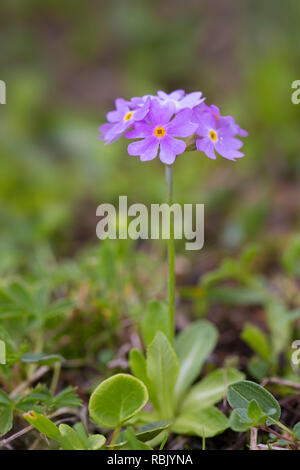 Primevère Laurentienne (Primula farinosa), Parc National du Hohe Tauern, Carinthie, Autriche Banque D'Images