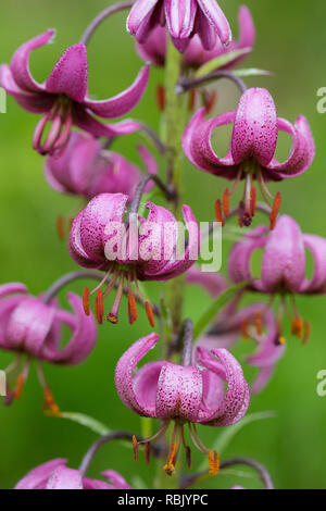 Lys Martagon / Turk's cap lily (Lilium martagon) en fleur, le Parc National du Hohe Tauern, Carinthie, Autriche Banque D'Images