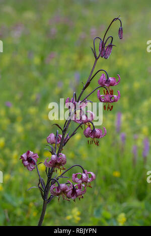 Lys Martagon / Turk's cap lily (Lilium martagon) en fleur, le Parc National du Hohe Tauern, Carinthie, Autriche Banque D'Images