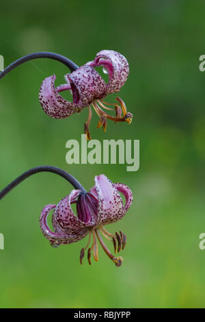 Lys Martagon / Turk's cap lily (Lilium martagon) en fleur, le Parc National du Hohe Tauern, Carinthie, Autriche Banque D'Images