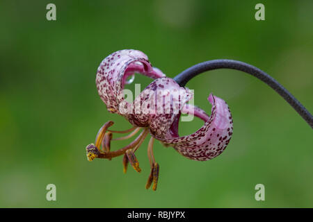 Lys Martagon / Turk's cap lily (Lilium martagon) en fleur, le Parc National du Hohe Tauern, Carinthie, Autriche Banque D'Images