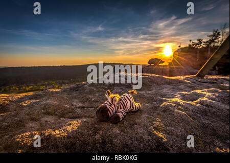 Peluche mignon zebra reposant dans les rayons dorés du soleil Banque D'Images