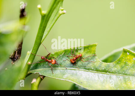 Les fourmis coupeuses de feuilles au Costa Rica Banque D'Images