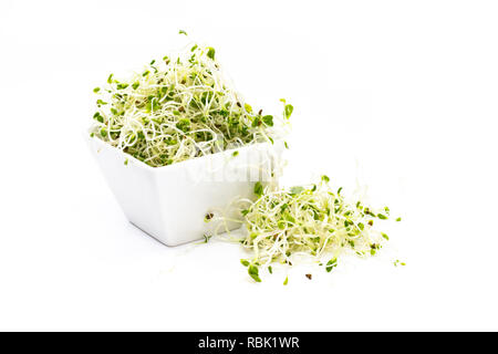 La luzerne, le trèfle rouge et le mélange de radis blanc en saucière en porcelaine Banque D'Images