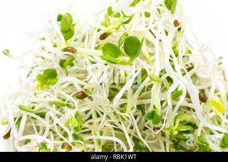 La Luzerne, trèfle rouge et pousses de radis macro mélange Banque D'Images