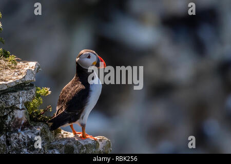 Falaises de Bempton 12/6/2018 Banque D'Images