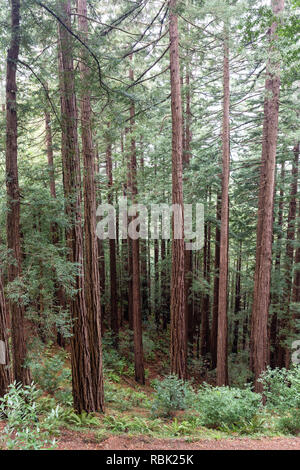 Les jeunes arbres redwood coast (Sequoia sempervirens) augmenter de hauteur le long de la piste de Bois Rouge à Muir Woods National Monument. Banque D'Images