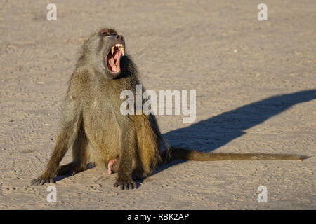 Les bâillements et les babouins mâles nous montrant ses dents, Chobe National Park, Botswana, Africa. Banque D'Images