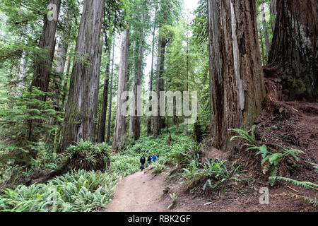 Les randonneurs sont éclipsées par la côte géant redwood (Sequoia sempervirens) lors d'une randonnée le long du sentier de l'arbre de Scout de garçon à Jedediah Redwoods State Park. Banque D'Images