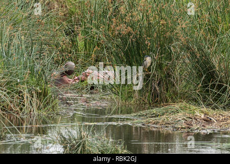 Hippopotame (Hippopotamus amphibious) une mère et son enfant en se reposant sur un rivage d'Hippone extérieure dans le cratère du Ngorongoro, en Tanzanie Banque D'Images