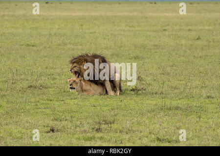 L'African Lion (Panthera leo) accouplement mâle et femelle sur la savane ouverte dans le cratère du Ngorongoro, en Tanzanie Banque D'Images